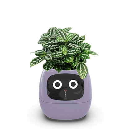 Smart flower pot on an office windowsill with a plant